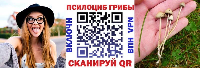 купить закладку  Луховицы  Галлюциногенные грибы MAGIC MUSHROOMS 